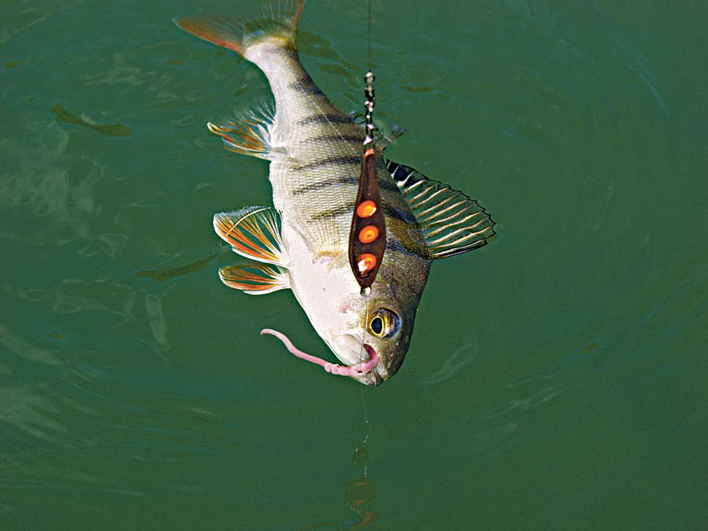 Wer seine Kunstköder mit Naturködern aufpeppt, erhöht die Bissausbeute. Besonders wenn nach einer Beißphase die Fische ihre Mäuler verschlossen halten, bringt diese Kombi meist die erhoffte Kehrtwende. Foto: BLINKER