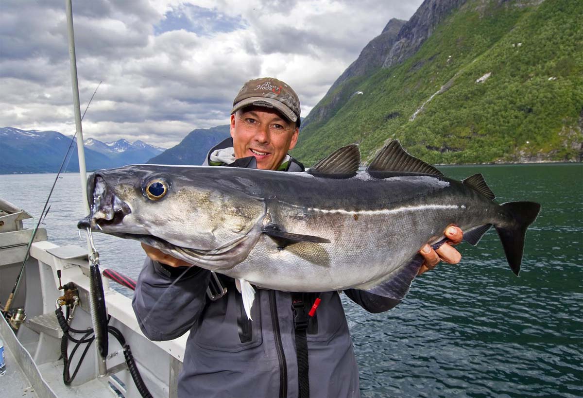 In Westnorwegen kommen durchaus auch große Fische vor. Besonders beliebt ist das Angeln auf Leng und Seelachs. Foto: BLINKER/M. Wendt