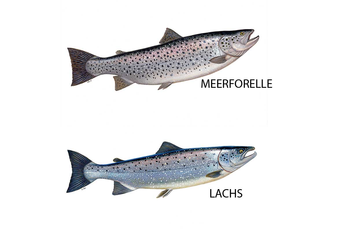 Lachs und Meerforelle kann man z.B. an ihrem Schwanzstiel unterscheiden. Bei der Meerforelle ist dieser weitaus kräftiger als beim Lachs, die Schwanzflosse verläuft gerade. Beim Lachs ist sie leicht eingebuchtet. Die schwarzen Punkte auf dem Schuppenkleid der Meerforelle reichen bis unterhalb der Seitenlinie. Grafik: JTSV