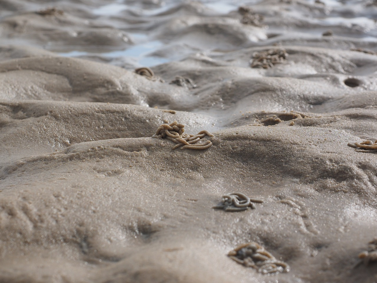 So sieht es im klaren Ostseewasser im Idealfall am Sandgrund aus. Die viele Häufchen der Wattwürmer zeigen die richtigen Stellen an.