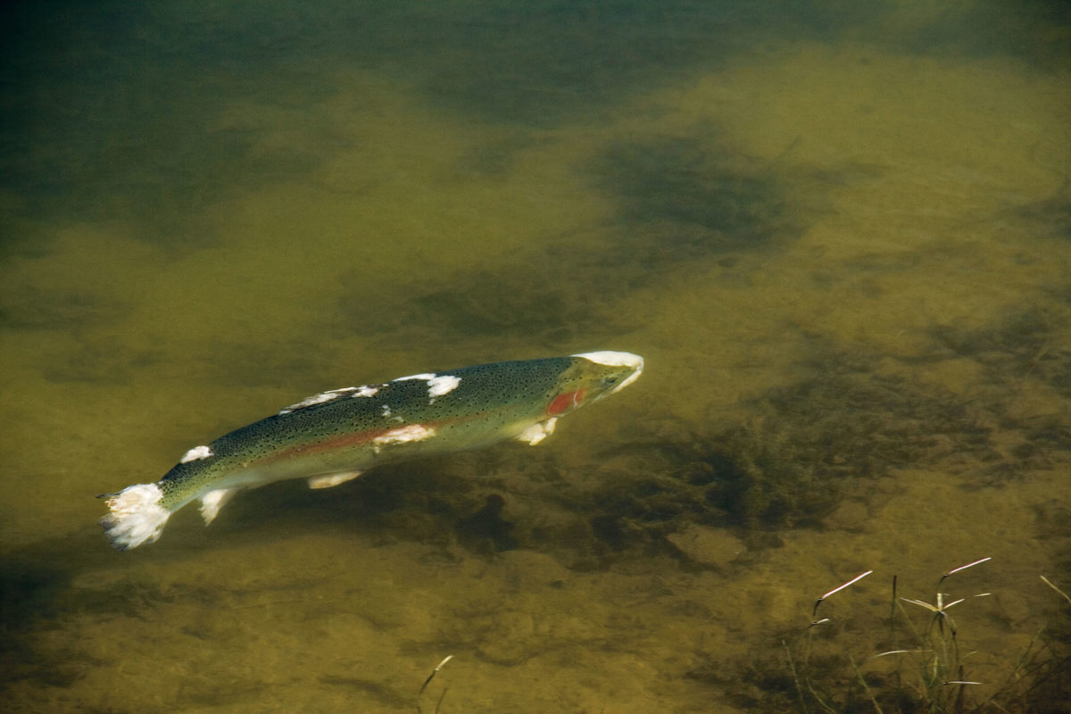 Diese Regenbogenforelle ist stark verpilzt. Besonders zur Laichzeit tritt diese Fischkrankheit oft bei Forellen auf. Foto: Tobias Plugge