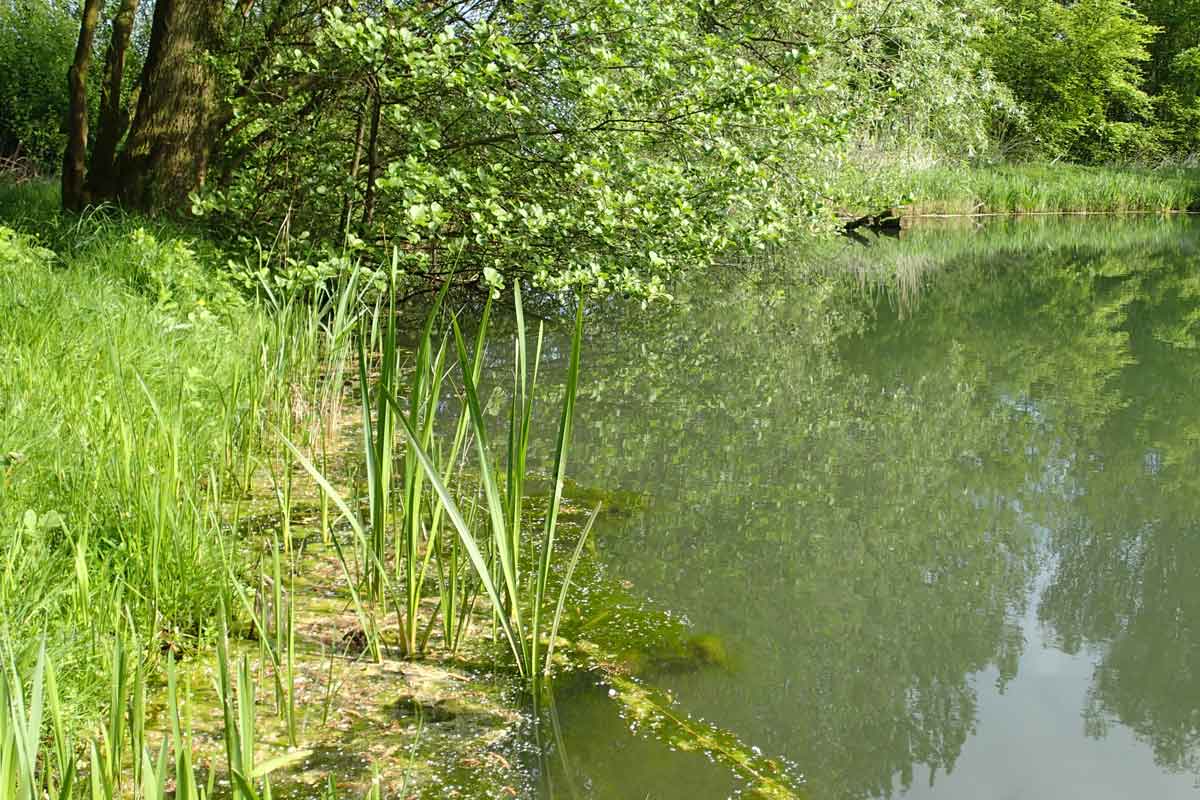 Pflanzenreste die vom Ufer ins Wasser fallen, können den Nährstoffgehalt des Wassers verändern und so, gerade in sehr kleinen Gewässern, zu einer Algenblüte führen. Foto: Archiv/N.Bremer