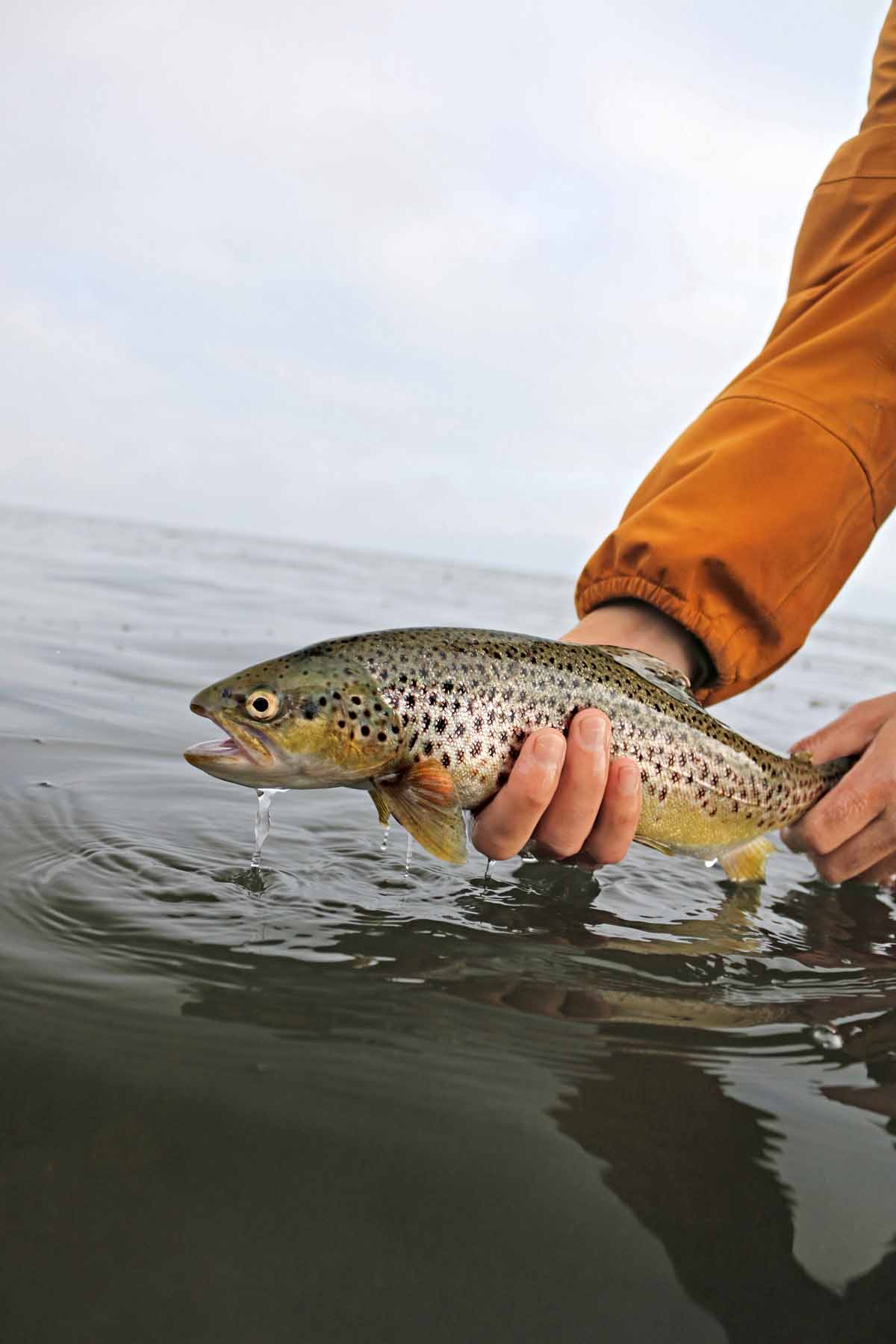 Zielfisch Nummer eins an Südjütlands Küste ist eindeutig die Meerforelle. Foto: Destination Sønderjylland