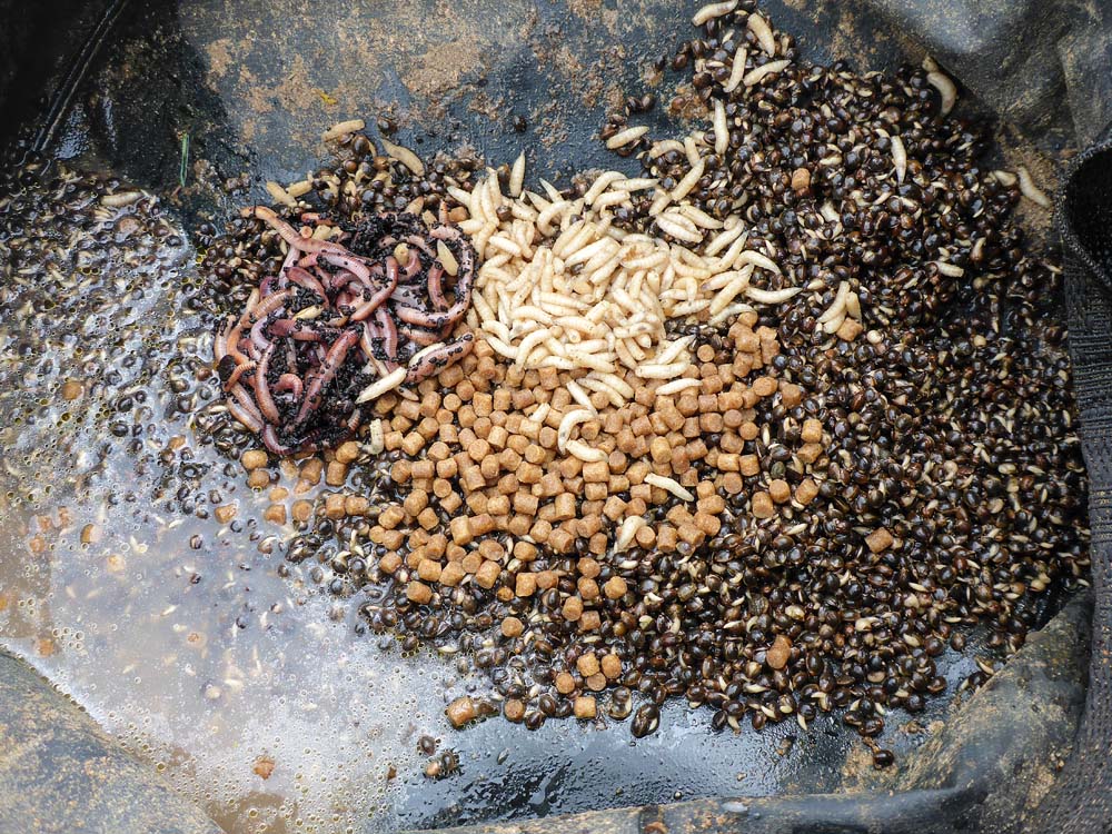 Die Zutaten für das Schleienfutter: Hanf als Basis, Mikro-Pellets, tote Maden und Rotwürmer. Das ölige Wasser des Hanfs eignet sich hervorragend, um das Grundfutter anzufeuchten.