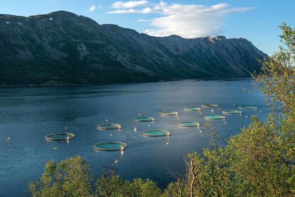 In Artifishal wird gezeigt, dass Fischfarmen ein großes Problem für wilde Lachse sind. Foto: Patagonia/Ben Moon