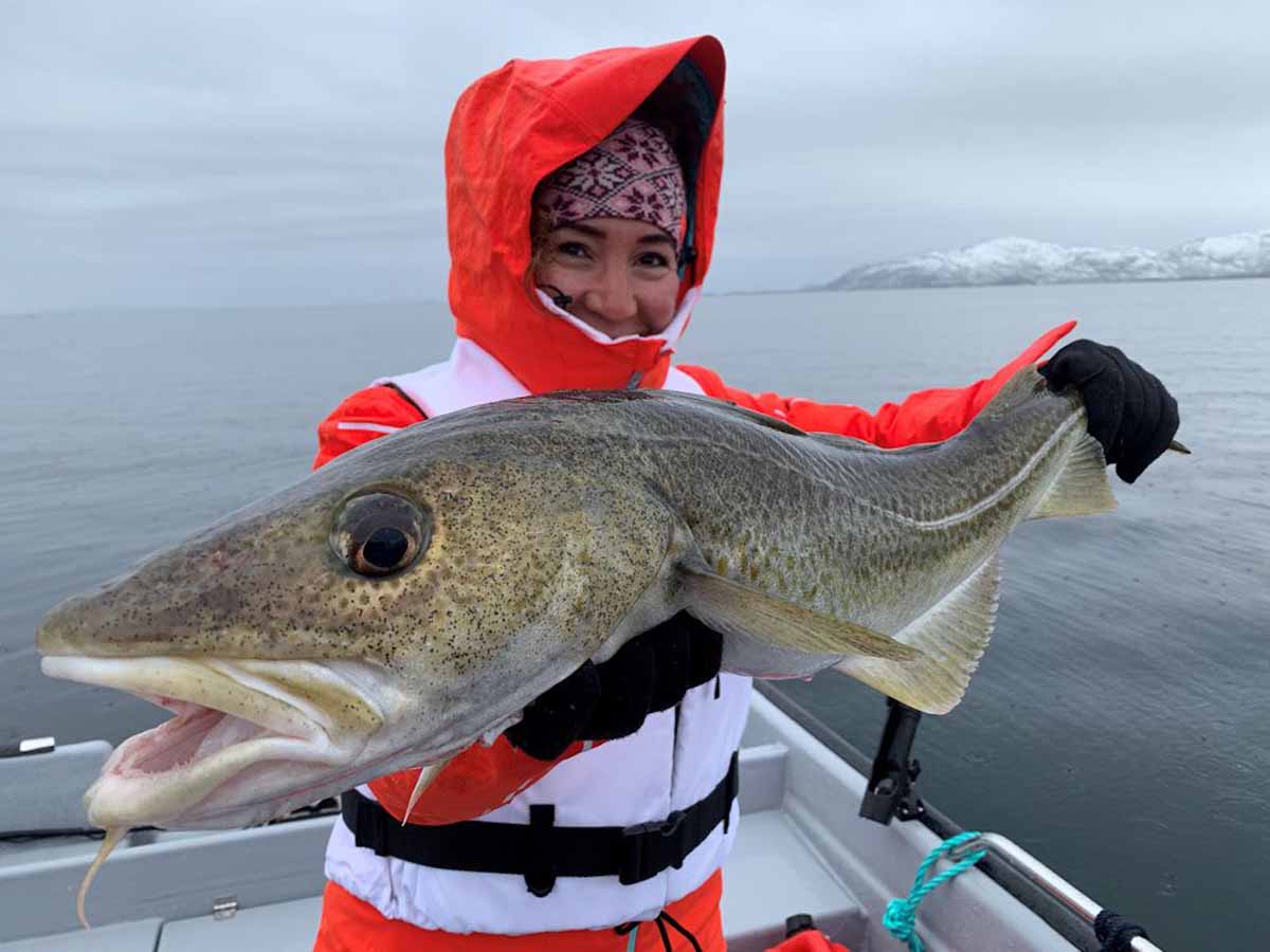 Dorsche sind neben Heilbutt und Köhler die Hauptbeute der Angler. Natürlich beißen aber auch alle anderen norwegischen Meeresfischarten regelmäßig. Foto: Borks