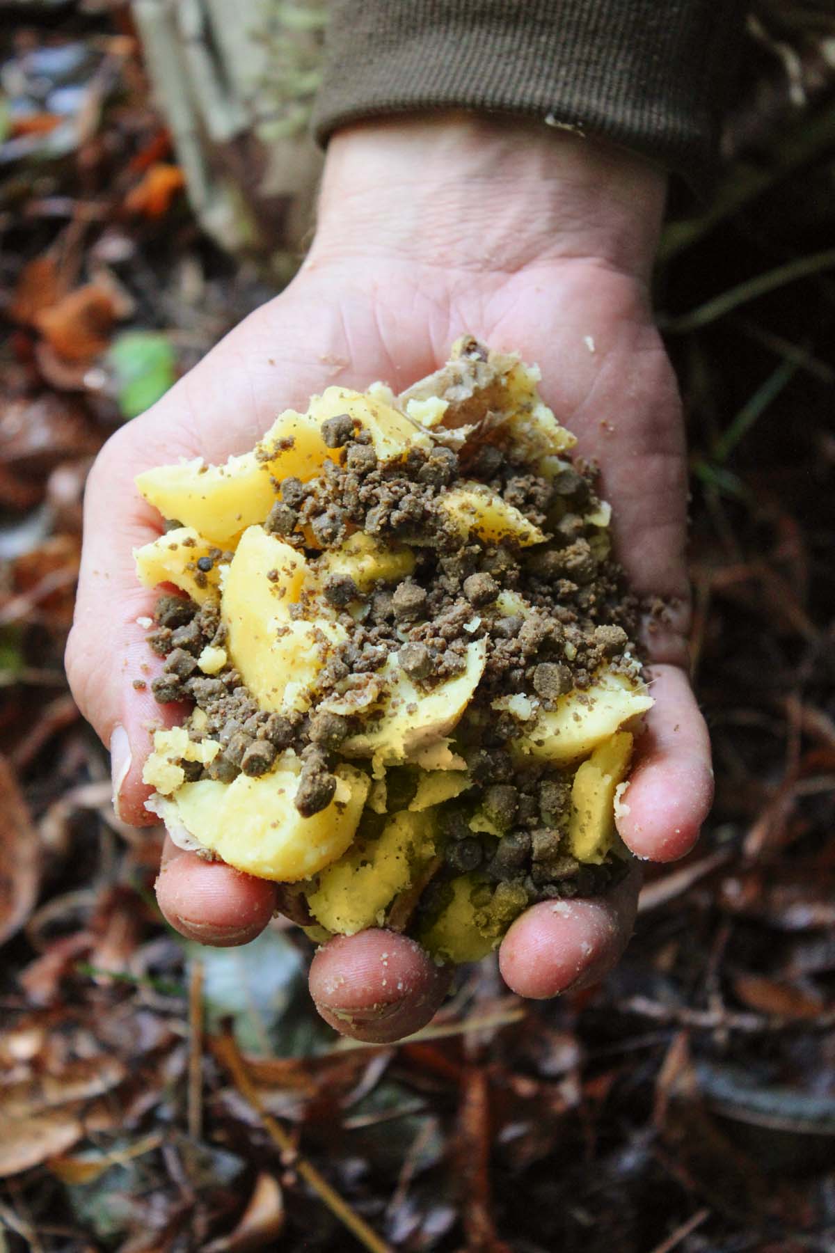 Unter Anreicherung von Pellets können aus gekochten Kartoffeln sehr effektive Fütterbälle zum Anfüttern geformt werden.