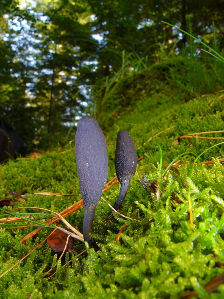 Mykologisches Schmankerl: Die Erdzunge schmarotzt auf der Hirschtrüffel, die 10 bis 15 cm tief im Boden wächst. Foto: T. Pruß