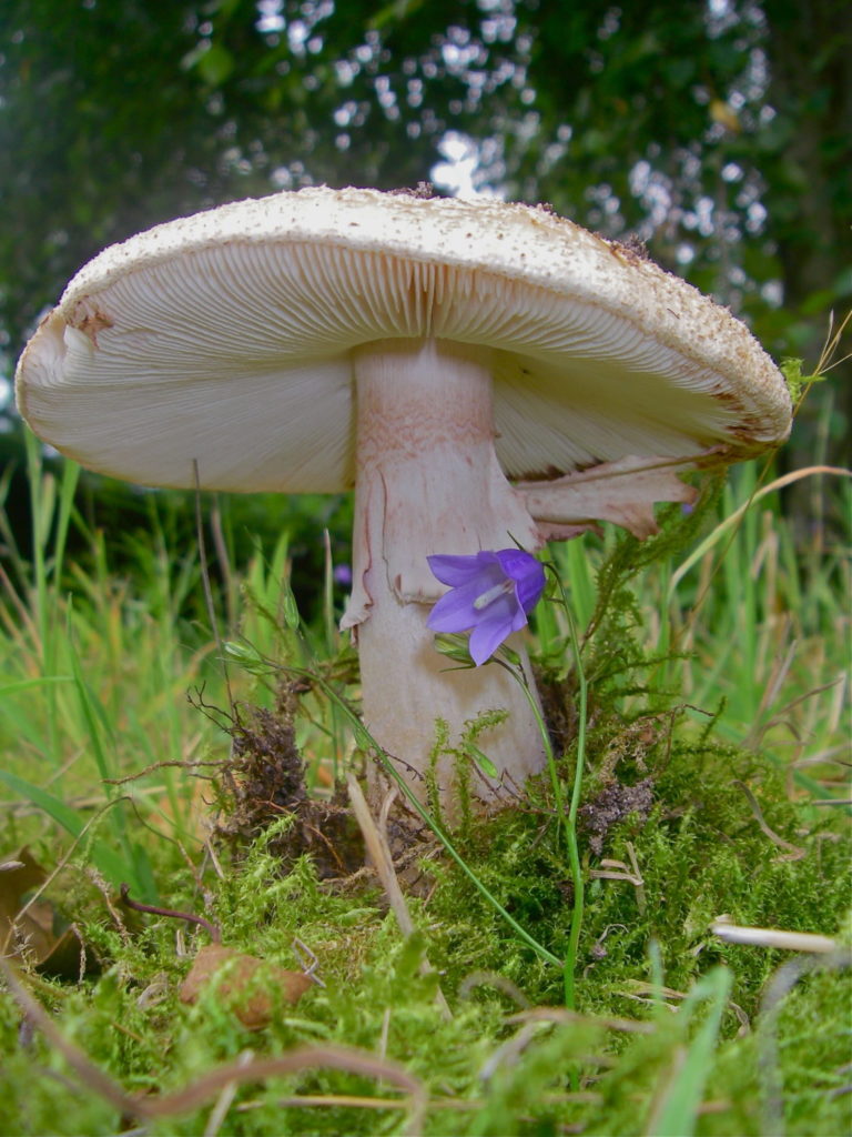 Perlpilze wachsen recht früh im Jahr. Dass sie sehr lecker sind, wissen leider auch die Pilzmücken. Der Bursche hier war aber komplett madenfrei. Foto: T. Pruß