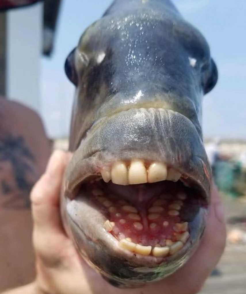 Dieser Sheephead Fish hat Zähne fast wie ein Mensch.