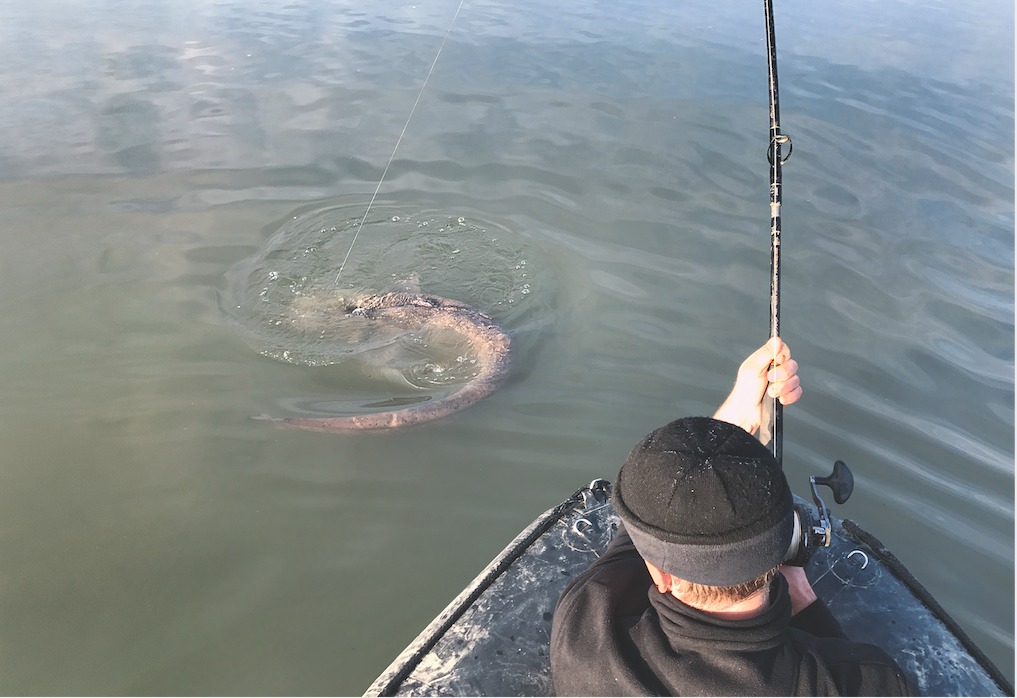 Angler auf einem Boot im Drill eines großes Welses