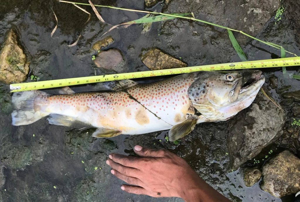 Auch diese 70 Zentimeter lange Forelle fiel dem Fischsterben im Rush Creek in Minnesota zum Opfer. Die Gründe sind ungeklärt. Foto: Minnesota Trout Unlimited / Facebook