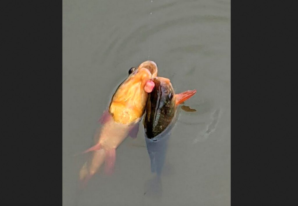 Ein seltener Anblick: Gleich zwei Karauschen hatten Interesse an diesem Hakenköder. Foto: N. Cleeve / Angling Times