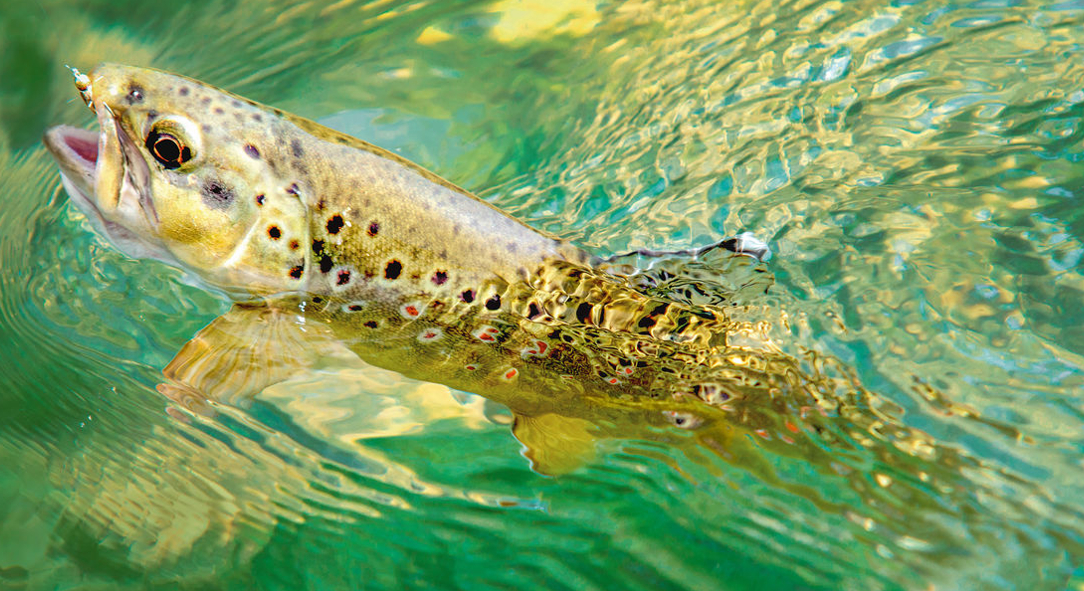 Für das Fliegenfischen auf Forellen und Weißfische bieten sich Ruten der Schnurklasse 3 bis 6 an. Am kleinen Bach reicht eine Fliegenrute der Klasse 3, am großen Fluss ist eine Fliegenrute der Schnurklasse 6 besser. Foto: BLINKER