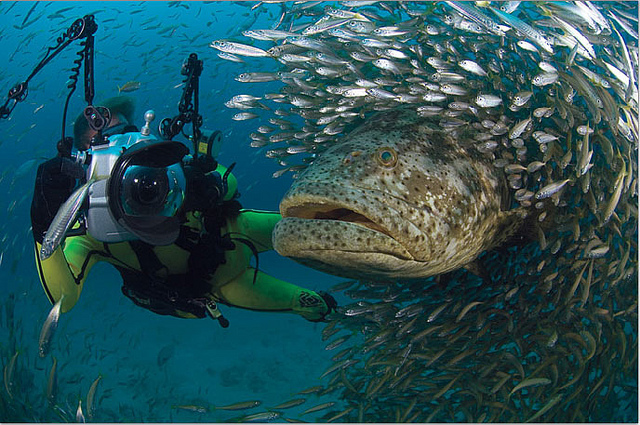 Riesenzackenbarsch ernähren sich neben nicht nur von Fischen, sondern auch von Schildkröten und sogar kleineren Haien.
