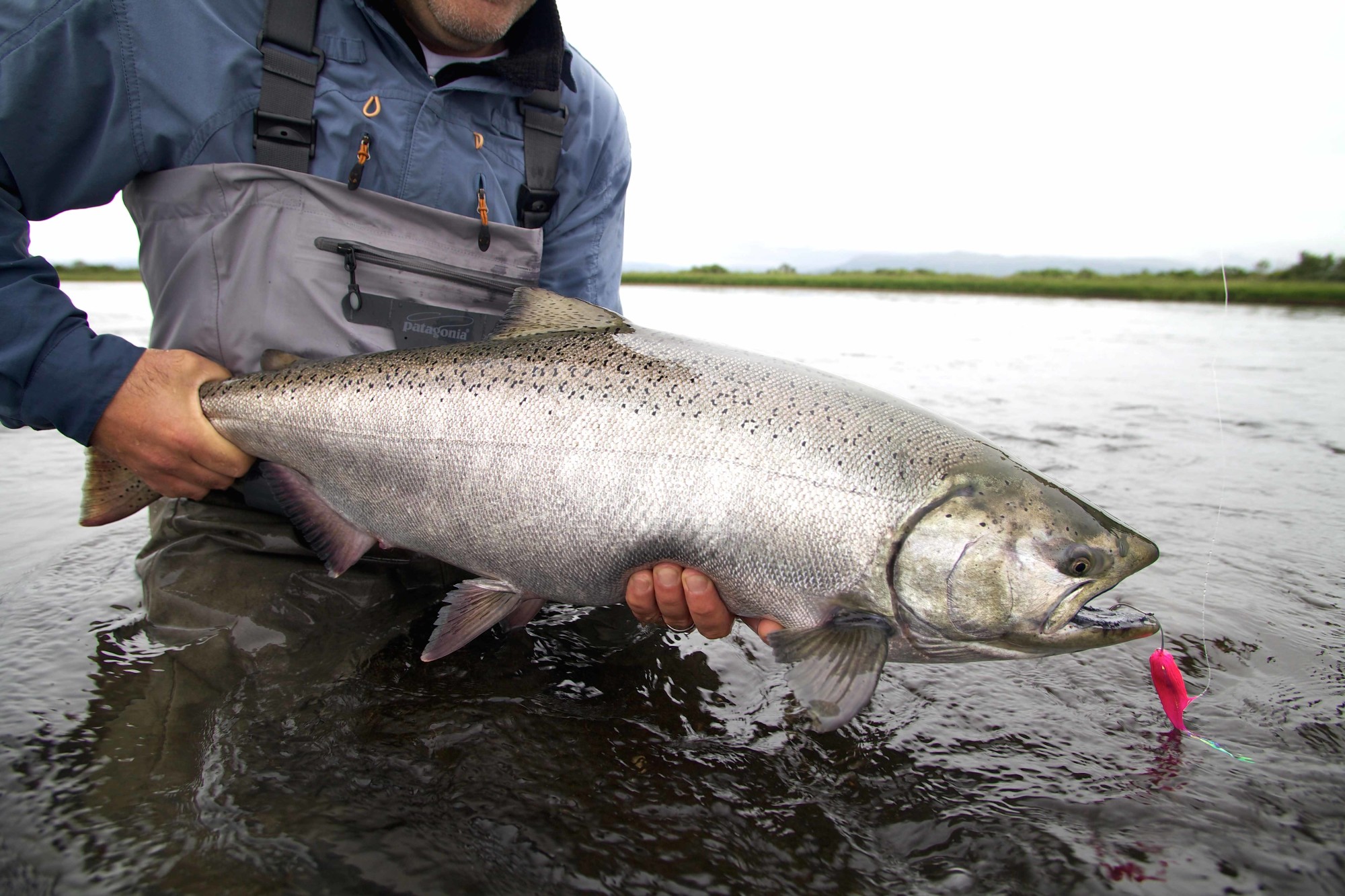 Fliegenfischen auf Königslachs in Alaska - solche Lachse sind beim Fischen auf den Aleuten normal! Foto: M. Werner