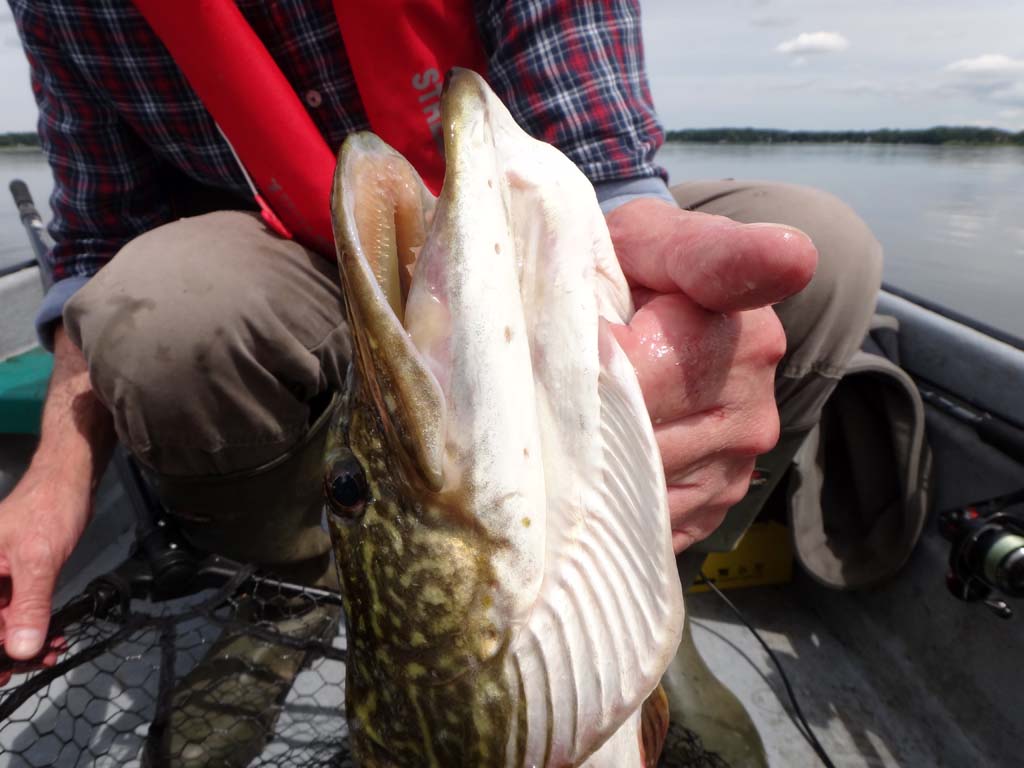 Häufig schüttelt sich der Hecht nochmal in der Hand. Dann ist es wichtig, dass man keine Scheu hat und kräftig zupackt. Sonst kann landet im schlimmsten Fall der Haken in die Hand oder der Fisch geht verloren. Foto: AW/F. Schlichting