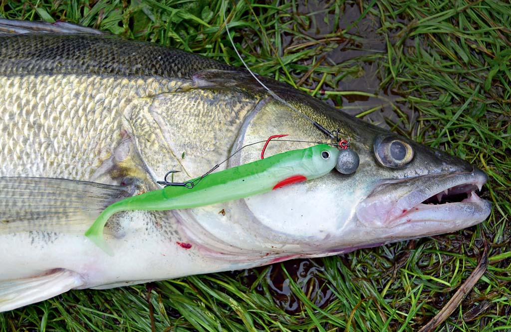 Da der Zander fast nie aus Aggression auf einen Kunstköder beißt, muss dieser die natürlichen Beutefische des Räubers perfekt imitieren. Mit dem Stint-Shad könnt Ihr genau dieses Verhalten imitieren. Foto: BLINKER/V. Wilde