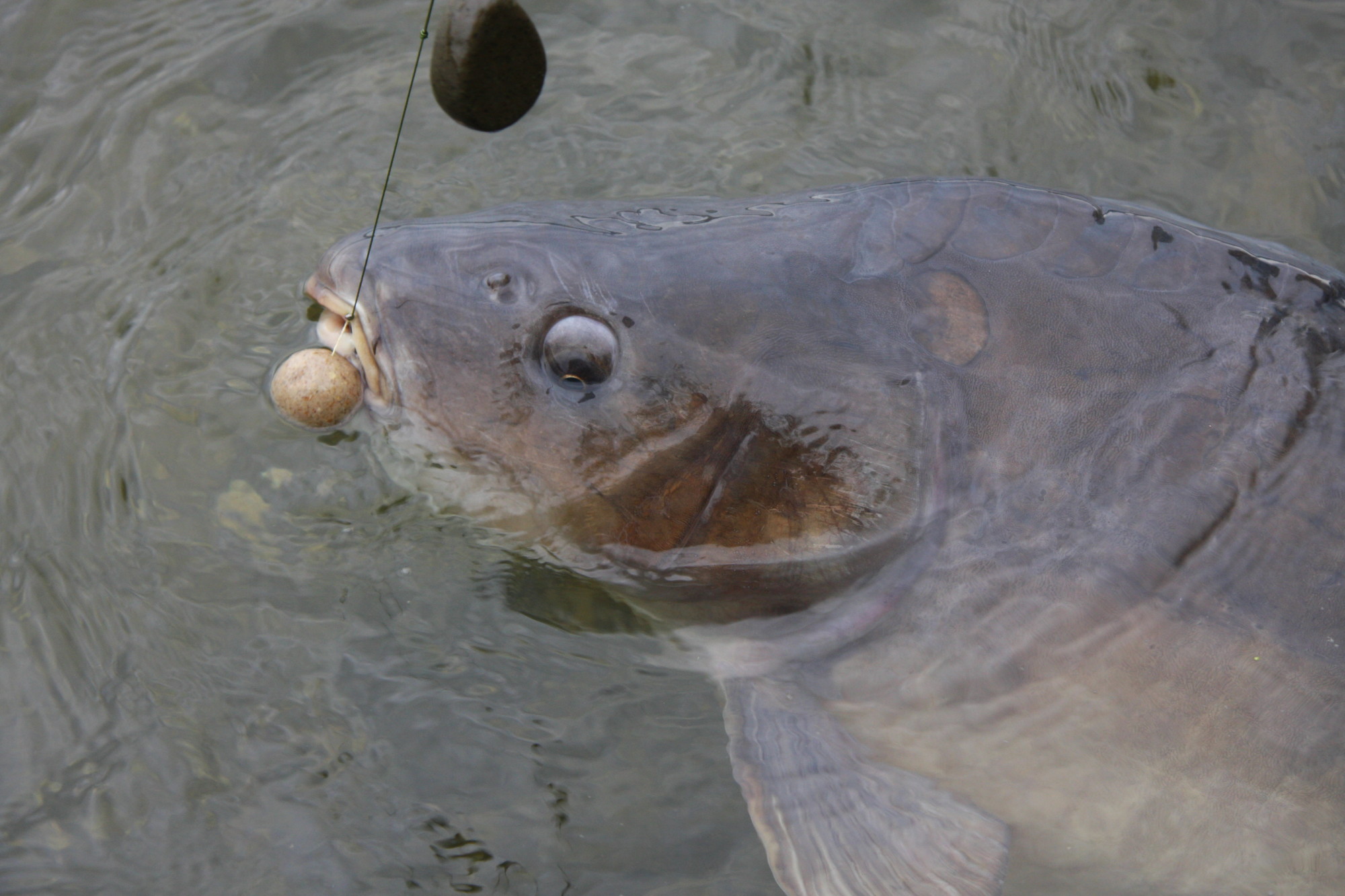 Mit der richtigen Haarlänge klappt es auch mit der Bissausbeute beim Karpfenangeln. Foto: G. Bradler
