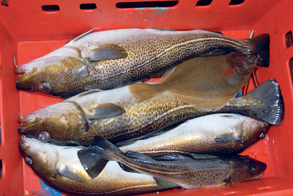 Außerhalb der Schonzeit liegt das Fanglimit für Angler bei fünf Dorschen pro Tag. Diese Regelung gilt auch auf Angelkuttern. Foto: BLINKER/ S. Rose