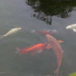 Koi-Karpfen lassen sich im kleineren Teich der Außenanlage bestaunen. Foto: A. Pawlitzki