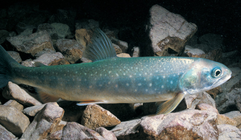 Der Seesaibling (Salvelinus alpinus) bevorzugt harten Grund, vor allem Geröll, Felsen und Kies. Foto: Archiv