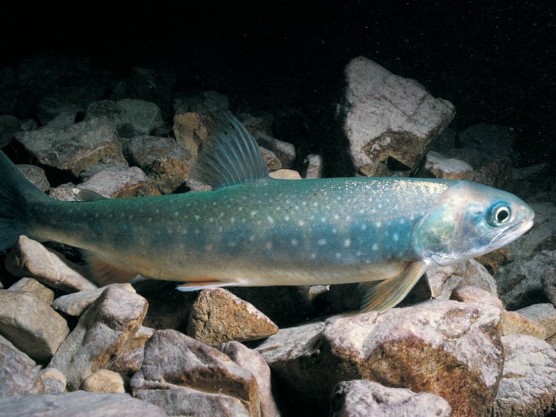 Der Seesaibling (Salvelinus alpinus) bevorzugt harten Grund, vor allem Geröll, Felsen und Kies. Foto: Archiv