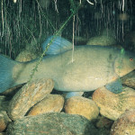 Die Schleie (Tinca tinca), auch der Schlei genannt, ist ein Friedfisch der Karpfenartigen und bewohnt fast ganz Europa.