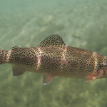 Regenbogenforellen sind Fische, die in Süß- und Salzwasser überleben können. Foto: Archiv