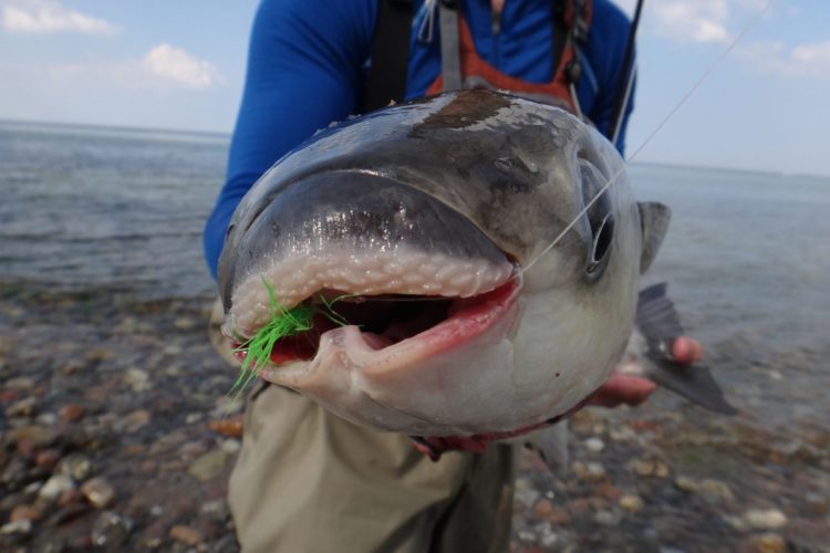 Die Dicklippige Meeräsche ist gut an ihrer vergrößerten Oberlippe zu erkennen. Die Fische schaben damit Algen und Kleintiere vom Grund ab.