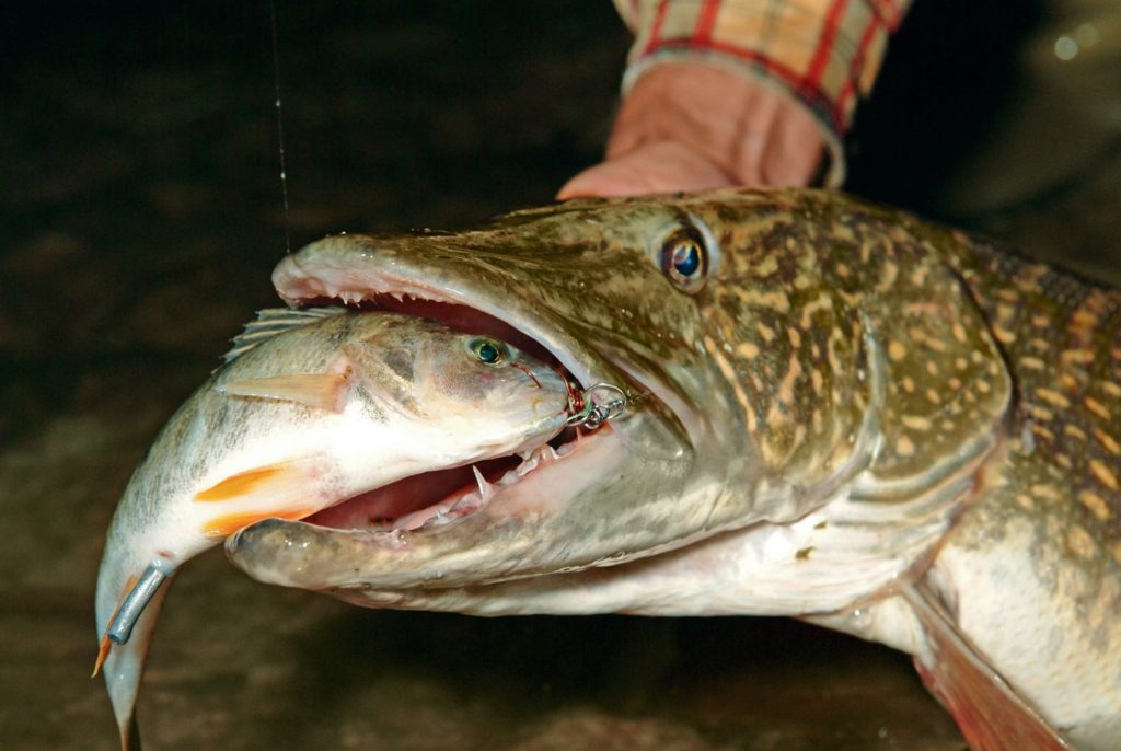 Hechte ernähren sich bevorzugt von anderen Fischen. Neben Barschen greifen sie sogar ihre eigenen Artgenossen an. Foto: Blinker / O. Portrat