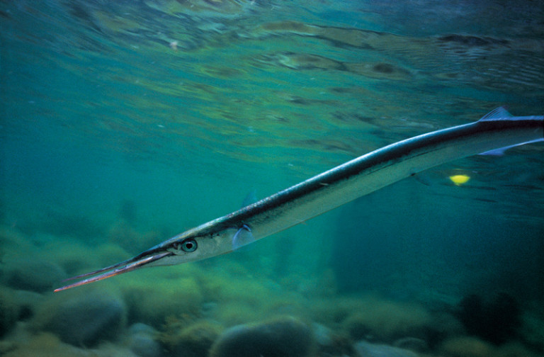 Steckbrief Hornhecht - BLINKER