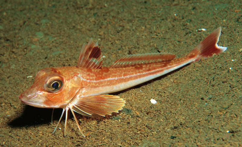 Auffällig ist der mit Hautknochen gepanzerte Kopf der Knurrhähne. Auch die untersten Brustflossenstrahlen der Fische sind ein ­besonderes Merkmal. Mit diesen Tastorganen können die Fische langsam über den Grund stelzen.