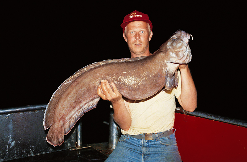 Ein Rekord-Lumb von 30 Pfund. Solche Fische sind äußerst selten und werden nur in Tiefen jenseits von 300 Metern erbeutet.