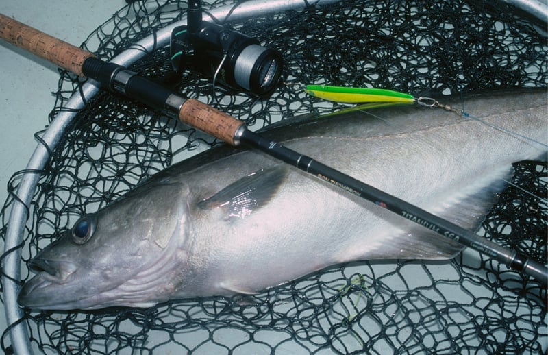 Steckbrief Pollack - Wie, wo, wann und womit fängt man diesen Fisch?