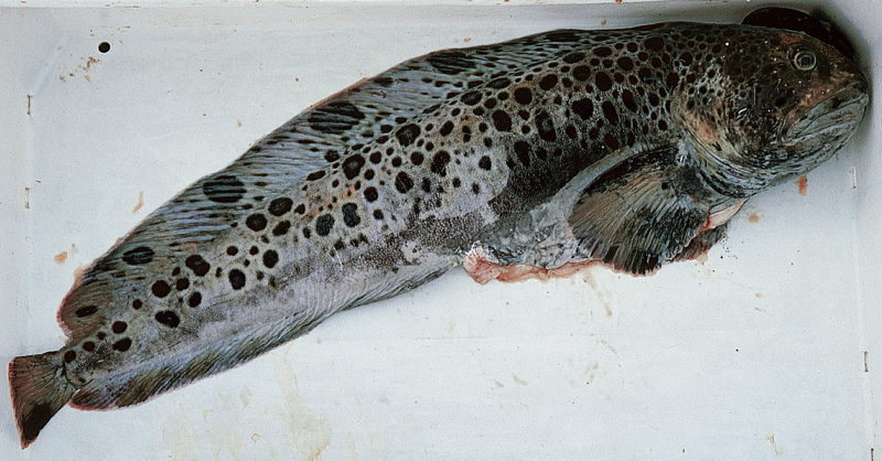 Der gefleckte Katfisch ist ein Verwandter des gestreiften Seewolfs. Man findet ihn im tieferen Wasser um Spitzbergen, Grönland und Nordnorwegen.