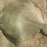 Steinbutt auf Sandboden