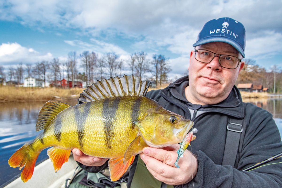 Jörgen Larsson mit einem Riesenbarsch aus den schwedischen Schären