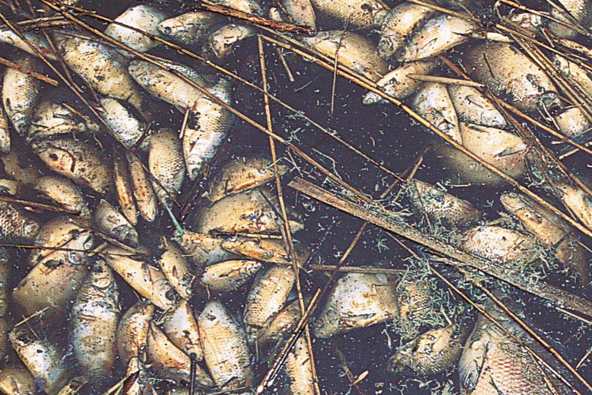 Fischsterben ohne erkennbare Ursache erfordern eine Entnahme von Gewässerproben und Fischkadavern. (Symbolbild)
