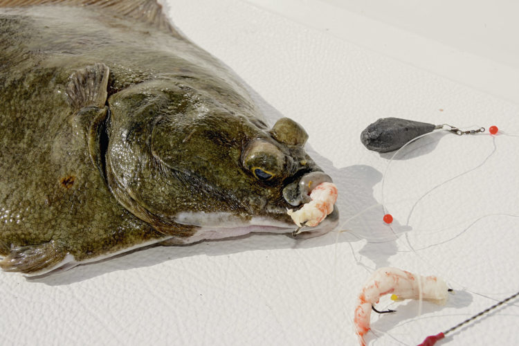 (Scholle) mit Garnelen Angeln