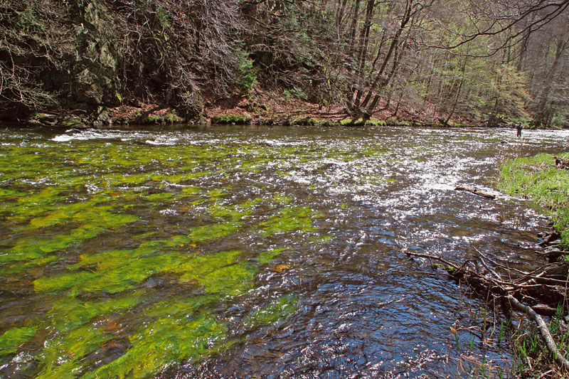 Die Bode Im Wilden Tal Blinker