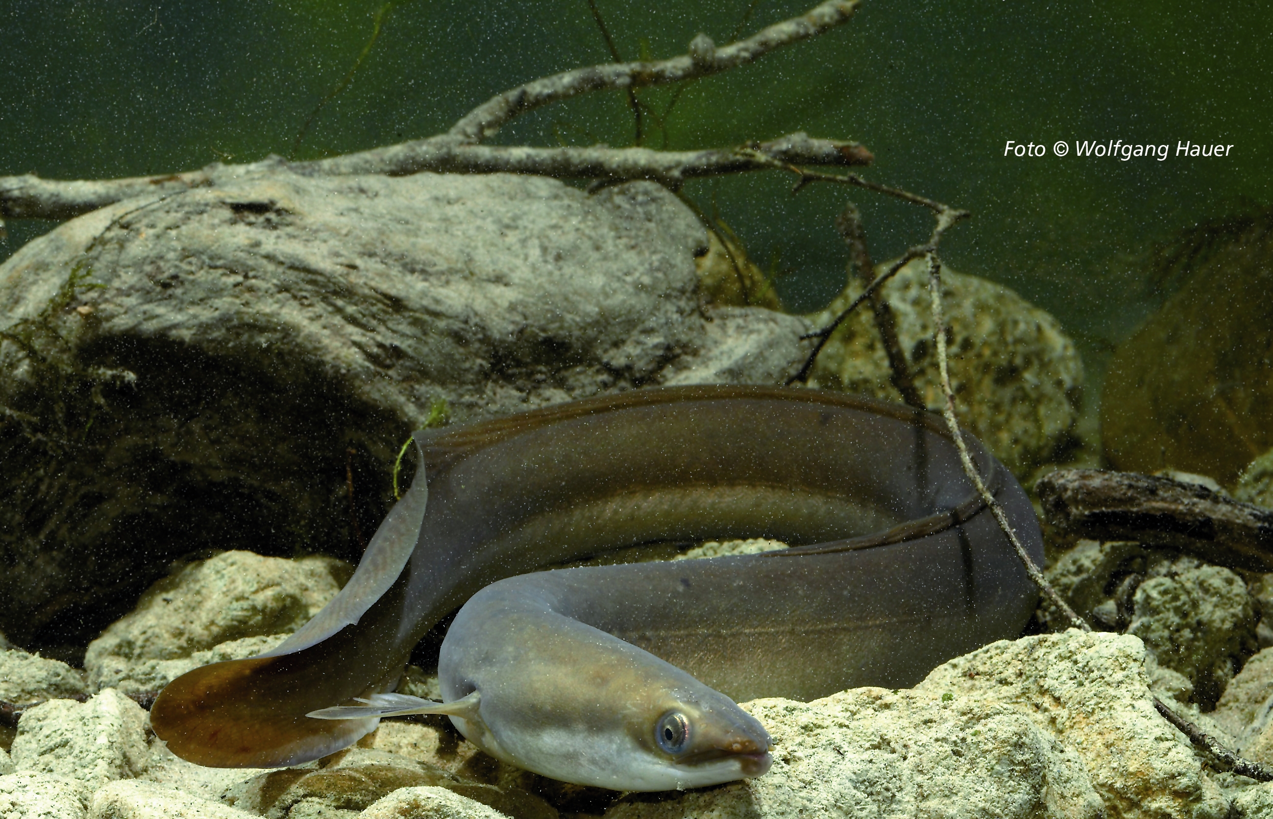 Der Aal: Fisch des Jahres 2009 - BLINKER