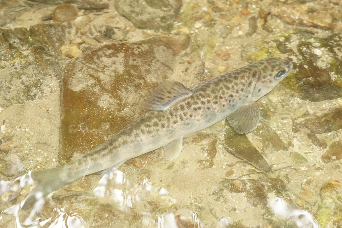 Junglachs mit braunen Punkten
