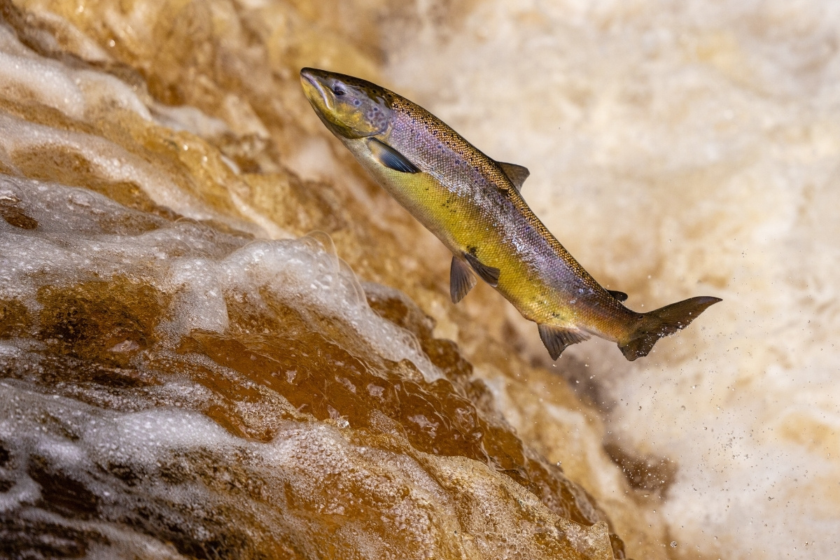 Atlantischer Lachs im Sprung