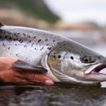 Atlantischer Lachs, silbern, Fangbild