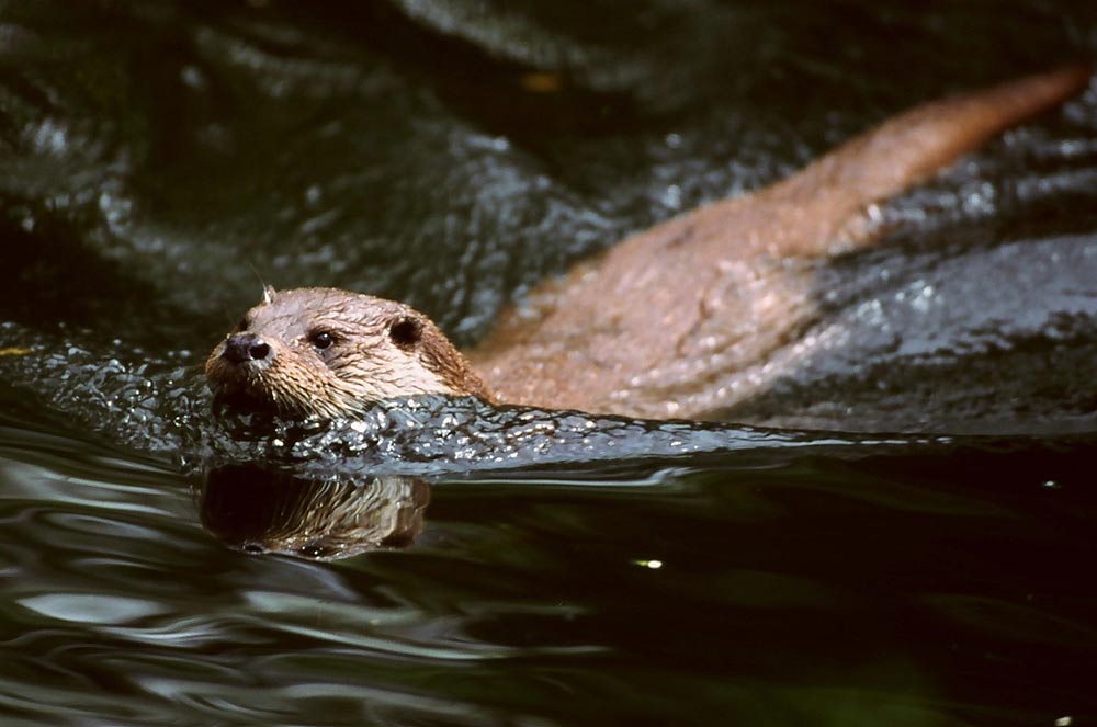 Fischotter mögen possierlich wirken, können aber für Menschen gefährlich werden, wenn man sie reizt. (Symbolbld) Foto: Blinker-Archiv