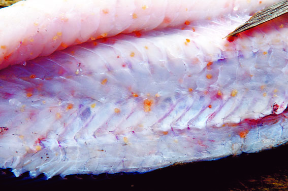 Würmer im Fisch BLINKER