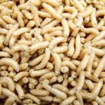 Maden sind ein exzellenter Köder für viele Fischarten. Doch das ist nicht ihr einziger Vorteil.