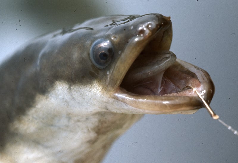 Das Angeln auf Aal ist seit 2023 im Meer und Brackwasser verboten.