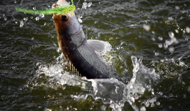 Ein Dropshotköder am Seitenarm ist für den Fisch leichter einzusaugen. Dadurch sitzt der Haken sicher im Maul – so wie bei diesem Zander. Foto: BLINKER/O. Portrat